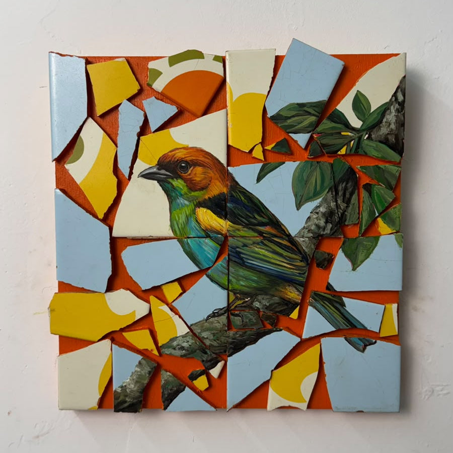 Saíra-Sapucaí - André Maciel