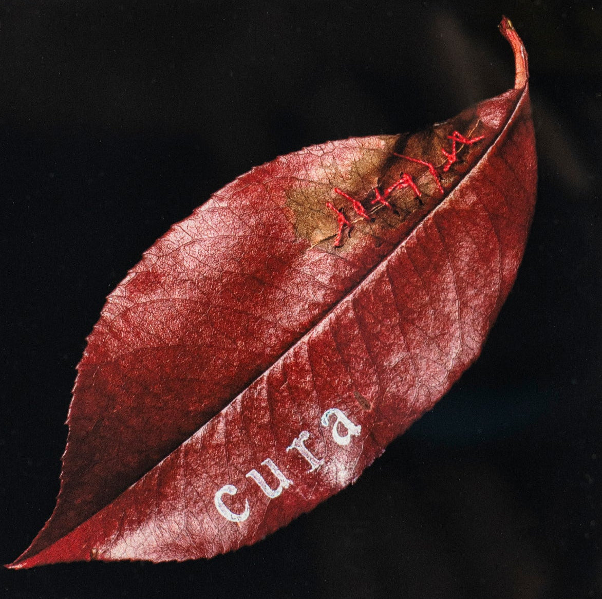 Cura - Catharina Suleiman